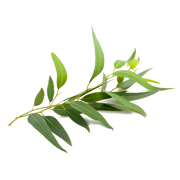 Eucalyptus