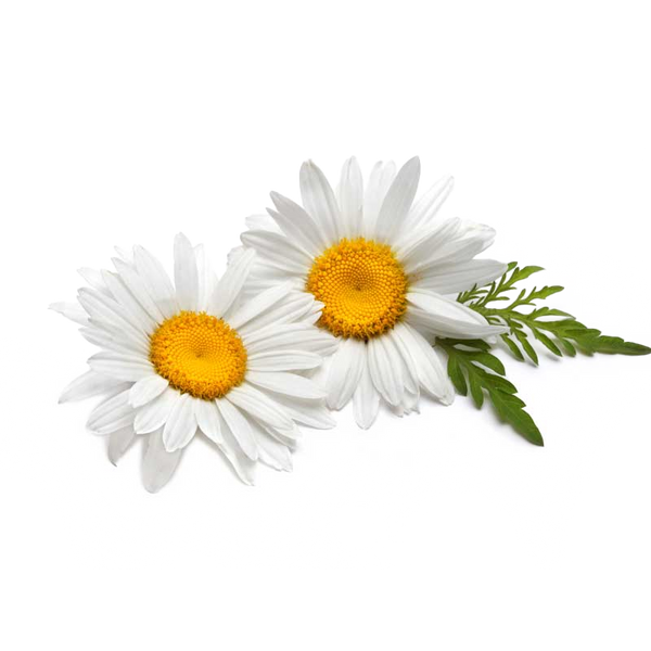 Roman Chamomile
