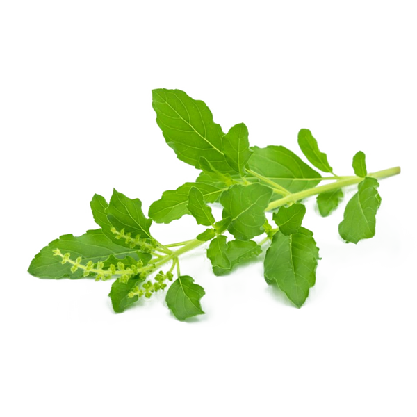 Holy Basil (Tulsi)
