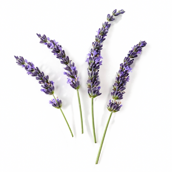 French Lavender