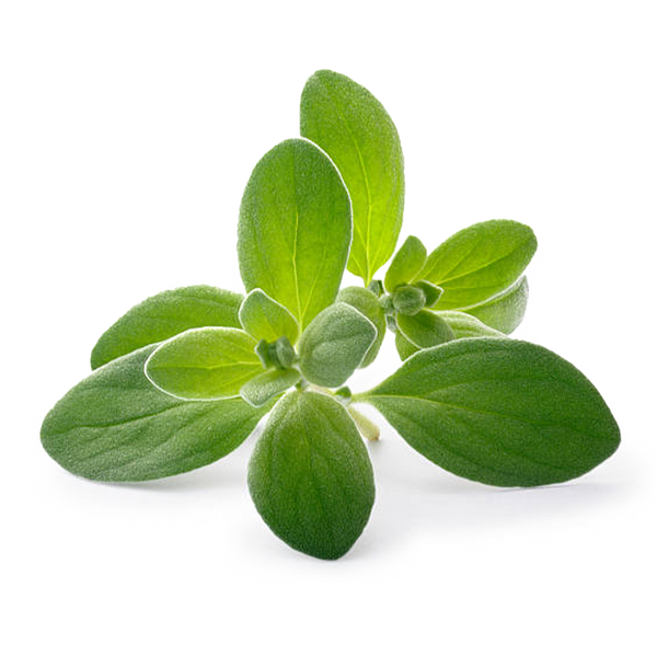 Sweet Marjoram