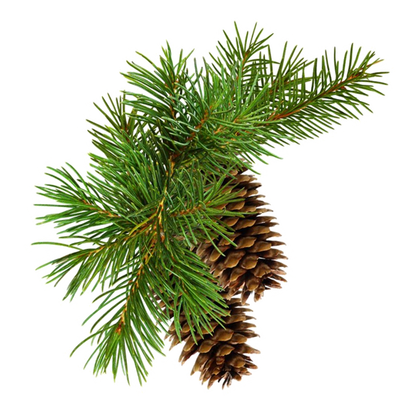 Pine