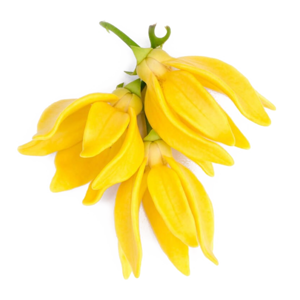 Ylang Ylang